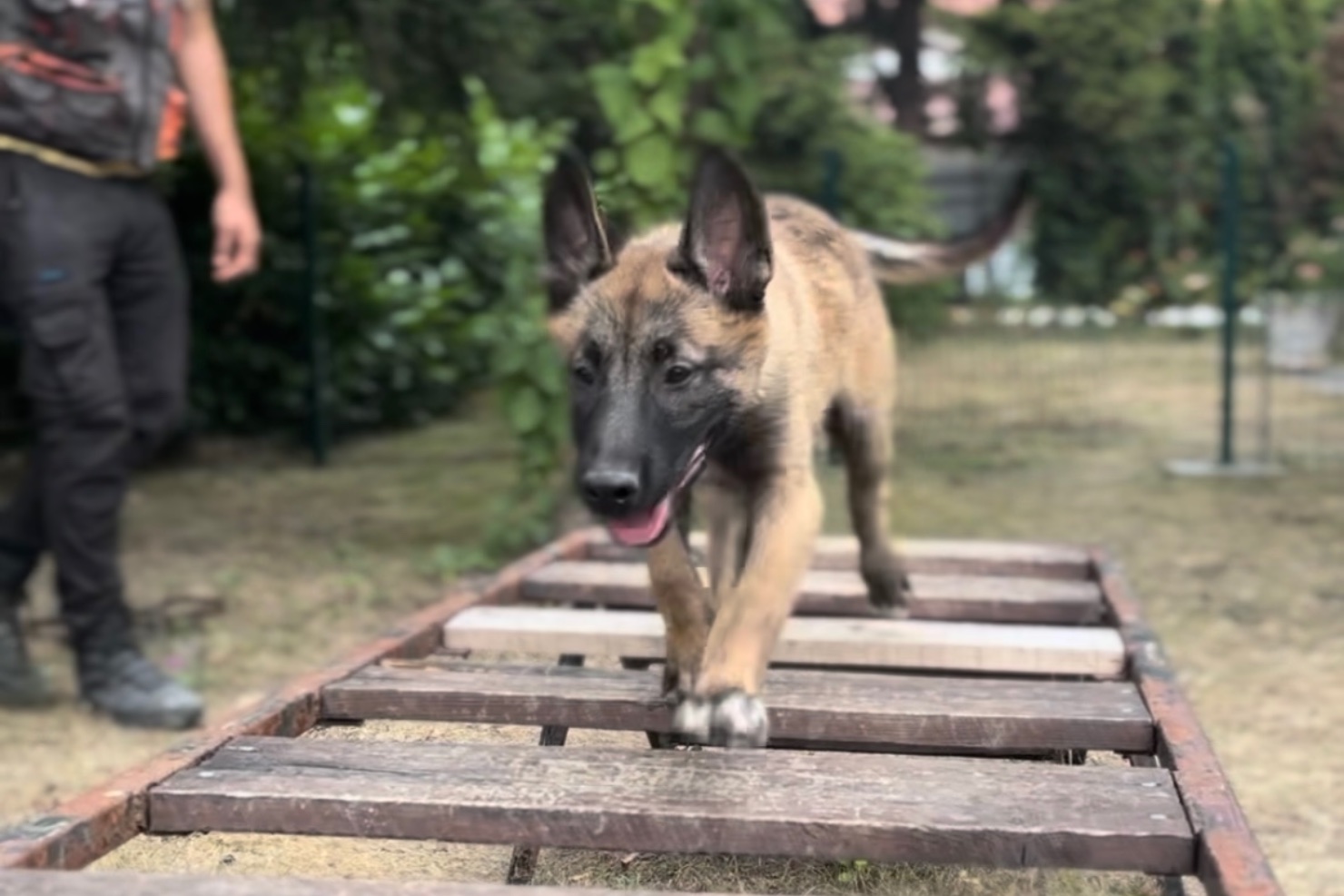Hanki er en livlig hund som elsker aktivitet og oppgaver hun f&aring;r under oppl&aelig;ringen som minehund. Foto: Norsk Folkehjelp.
